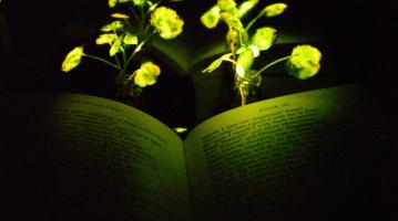 Glowing plants