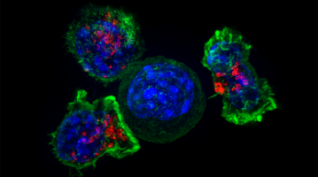 Elusive cancer cells