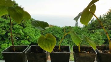 Kava plants